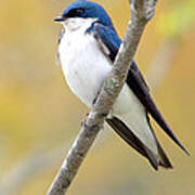 Tree Swallow Poster