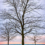 Trees At The Boardwalk In Toronto Poster