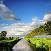 Trees In A Dutch Polder Poster