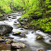 Tremont Spring - Great Smoky Mountains Poster