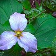 Trillium Poster