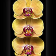 Trio Of Orchids Poster