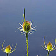 Trio Of Teasels Poster