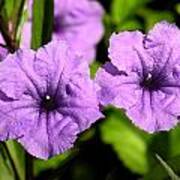 Tropical Flower Purple Poster