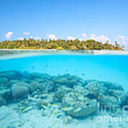 Tropical Island And Underwater Coral Reef - Maldives Poster