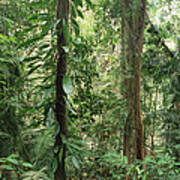 Tropical Rainforest Bellenden Ker Poster