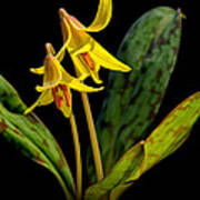 Trout Lilies Poster