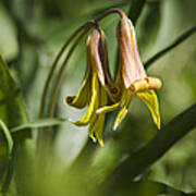 Trout Lily Flowers Poster