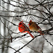 True Love Cardinal Poster
