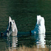 Trumpeter Swans Feeding Poster