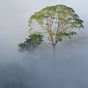 Tualang Tree Above Rainforest Mist Poster