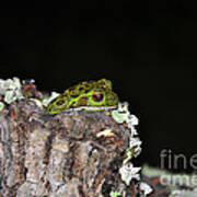 Tuckered Tree Frog Poster
