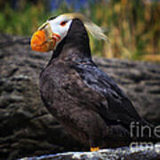 Tufted Puffin Poster