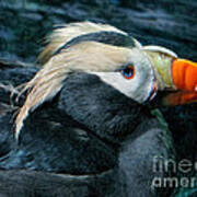 Tufted Puffin Profile Poster