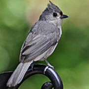 Tufted Titmouse Poster