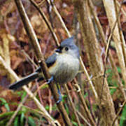 Tufted Titmouse On Branch Poster