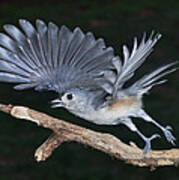 Tufted Titmouse Take-off Poster