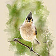 Tufted Titmouse - Watercolor Art Poster