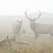 Tule Elk Bull And Harem In Fog Point Poster
