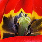 Tulip 2 Poster