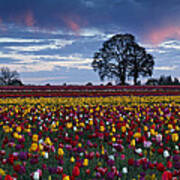 Tulip Field's Last Colors Poster