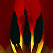 Tulip Flower Poster