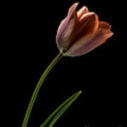 Tulip In Quiet Light Poster