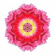 Tulip Peach Blossom I Flower Mandala White Poster