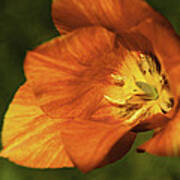 Tulip Time Orange Vision Poster