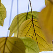 Tulip Tree Poster