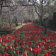 Filoli Tulip Walk Poster