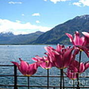 Tulips At Lake Geneva Poster