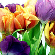 Tulips Bouquet Poster