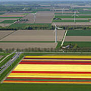 Tulips Fields, Zeewolde Poster