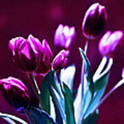 Purple Tulips Poster
