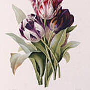 Tulips Poster