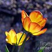 Tulips With Purple Bokeh Poster