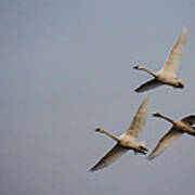 Tundra Swans In Flight Poster