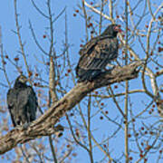 Turkey And Black Vultures Drb171 Poster