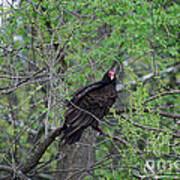 Turkey Vulture 20120430_47a Poster