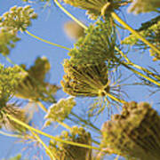 Turkish Cow Parsley Heads Poster