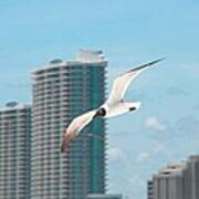 Turquoise Gull Poster