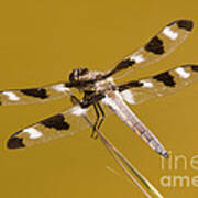 Twelve-spotted Skimmer Dragonfly Ii Poster