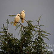 Twin Cockatoos Poster