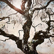 Twisted Tree I Poster