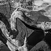 Twisted Tree Root - Bw Poster