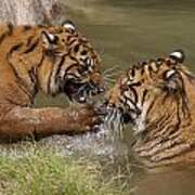 Two Bengal Tigers Playing In Water Poster
