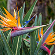 Two Birds Of Paradise Poster