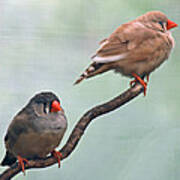 Two Birds On A Branch Poster