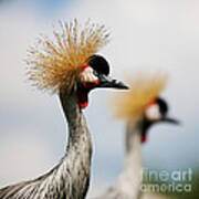 Two Black Crowned Cranes Poster